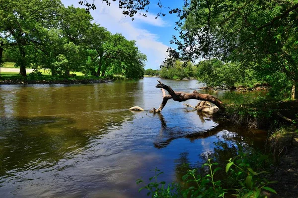 A downed tree has fallen into the Fox River near Rochester Wisconsin.  The sky in the background is clouded.