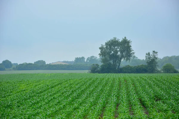 Красива Молода Кукурудза Кукурудзи Під Туманним Дощовим Небом Поле Рядів — стокове фото
