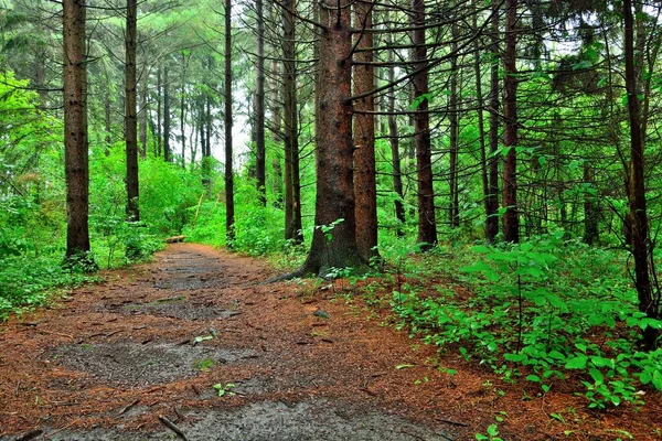 Low on path in a wooded area with wet walkways during light rain accentuating and highlighting springtime foilage colors in the morning with tall tree trunks and bright greens aligning the foot path.