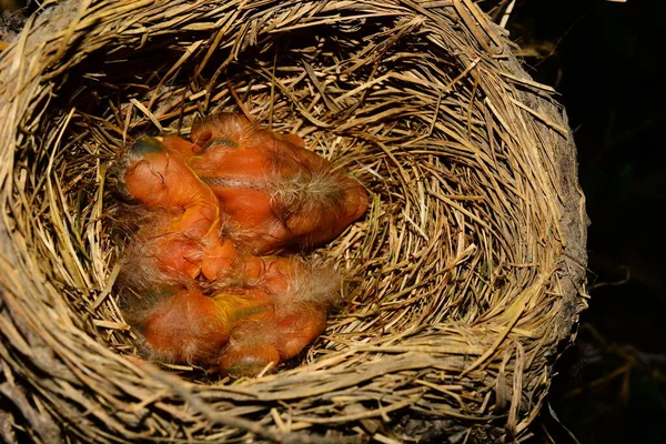 American Red Breasted Robin Turdus Migratorius Την Πρώτη Μέρα Της — Φωτογραφία Αρχείου