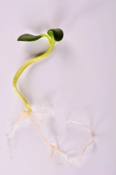 Jonge Levende Pompoen Cucurbita Zaailing Hydroponisch Verhoogd Aan Het Begin Stockfoto