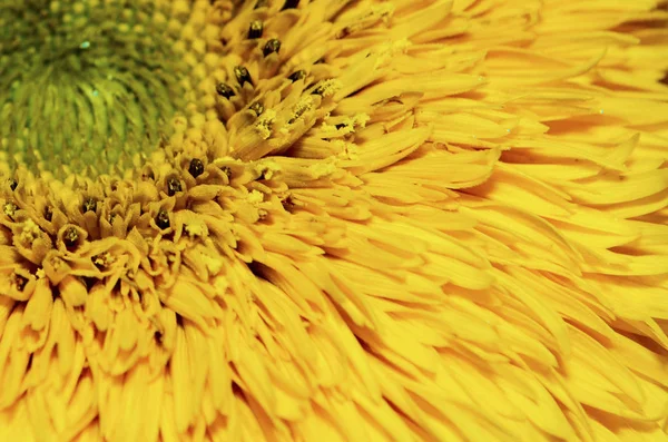 Färgglada Makro Foto Unga Solros Detaljer — Stockfoto