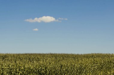 alan küçük bir bulut ile mavi gökyüzüne karşı sarı bitki örtüsü ile. alan mavi gökyüzüne karşı sarı bitki örtüsü ile. Gökyüzüne karşı kuru ot