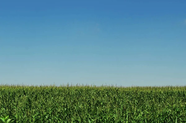 田野与绿色的植被对多云的蓝天 草对天空 — 图库照片