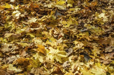 Ormanda yere düşen sonbahar yaprakları. Mevsimlik pitoresk arka plan