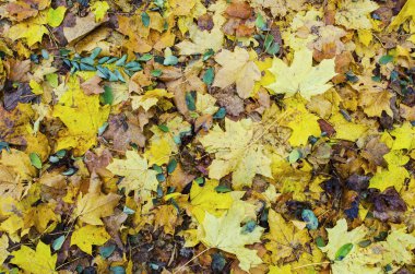 Sonbahar düşen yapraklar yere park. Mevsimlik pitoresk arka plan
