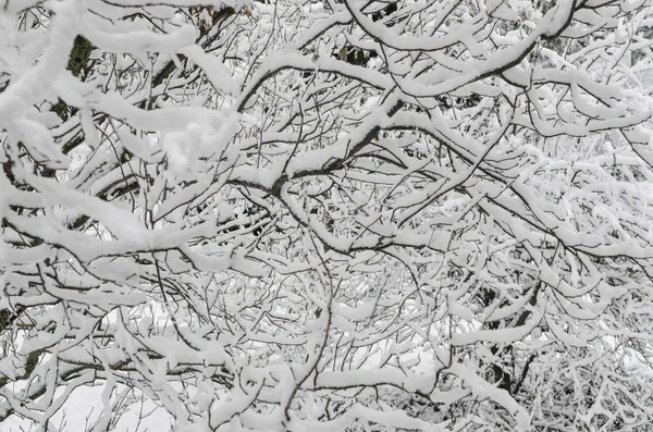 Ramas Árboles Nieve Foto Ramas Cubiertas Nieve Plantas Árboles Invierno — Foto de Stock