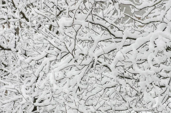 Ramas Árboles Nieve Foto Ramas Cubiertas Nieve Plantas Árboles Invierno — Foto de Stock