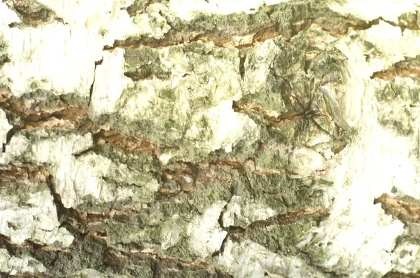 Natürlicher Hintergrund Aus Birkenrinde Mit Natürlicher Birkenstruktur Schöne Weiße Birken — Stockfoto