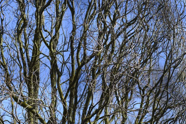 Ramos de uma árvore sem folhagem contra um contexto de azul — Fotografia de Stock