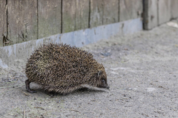 hedgehog running on asphalt