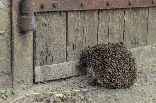 Porcospino spaventato siede vicino alla porta — Foto Stock