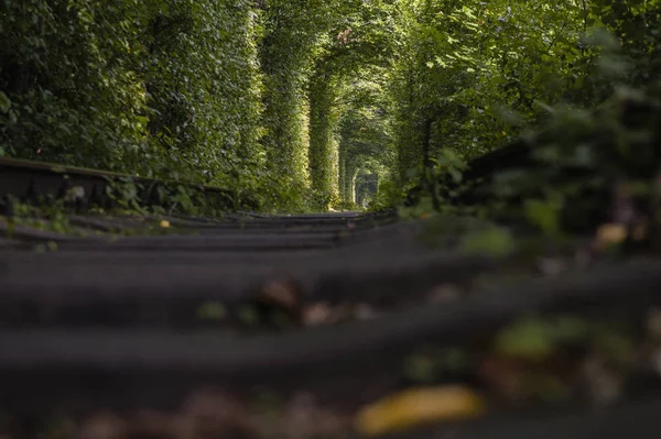 Tunnel d'amour. vue inattendue, inhabituelle — Photo