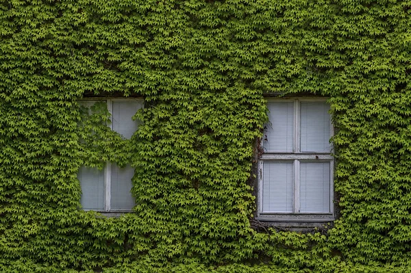 Old house overgrown with greenery — Stock Photo, Image