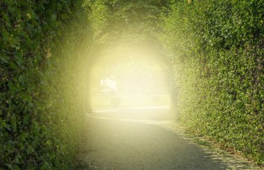 Yeşil tünelin sonunda ışık ile ağaçlarının