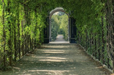 parkta ağaçların yeşil tünel