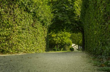 parkta ağaçların yeşil tünel