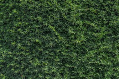 tropikal yaprak doku arka plan