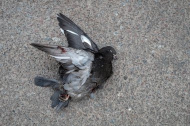 Kanadı kırık ölü güvercin.