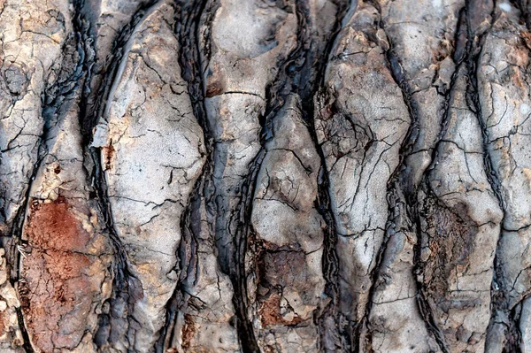 Gros Plan Sur Écorce Des Arbres Fond Avec Surface Rugueuse — Photo