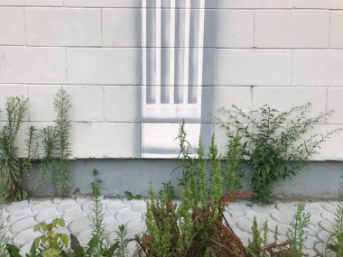 Beyaz bir duvara yaslanmış bitkiler.