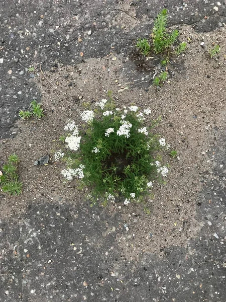 white flowers on the sidewalk