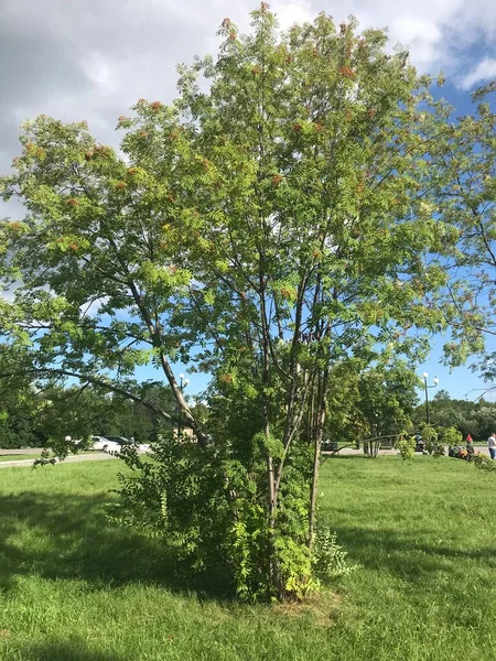 Area Del Parco Urbano Una Giornata Estiva — Foto Stock