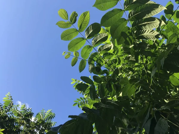 Mavi Gökyüzüne Karşı Yeşil Yapraklar — Stok fotoğraf
