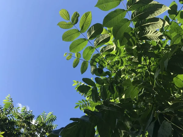 Daun Hijau Terhadap Langit Biru — Stok Foto