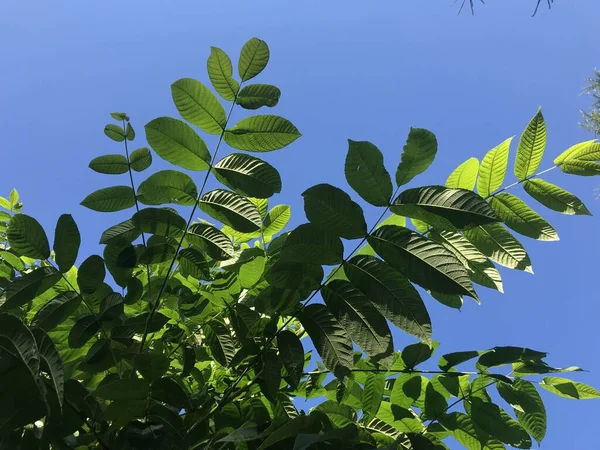 Зелене Листя Фоні Блакитного Неба — стокове фото