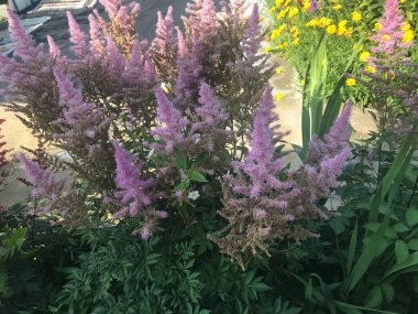 Yaz bahçesinde farklı çiçekler 