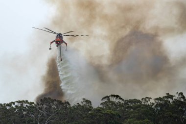 Bundoora, Avustralya - 30 Aralık 2019 Erickson Air Crane helikopteri bir çalı yangınına büyük miktarda su bırakıyor..
