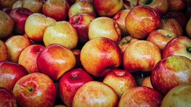 Tahta sandıklardaki elmaları yemeye hazır halde topladım..