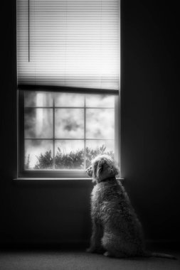 Bir şey ya da biri beklerken pencereden dışarı bakan dikkatli bir köpek..