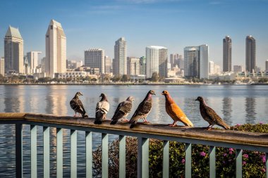 Coronado, CA 'daki Centennial Park' ta çitte oturan güvercinler..
