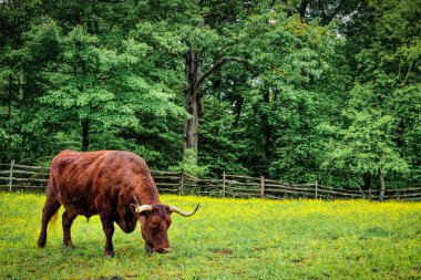 Bir boğa yeşil bir Virginia çayırında bahar çiçekleriyle otlar..