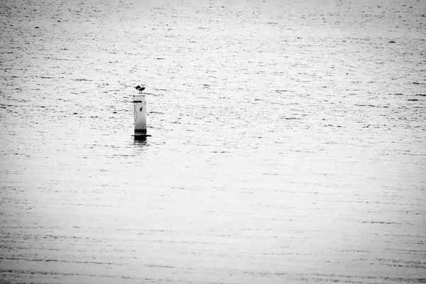 Une Mouette Assise Sur Une Bouée Pohick Retour Près Mason — Photo