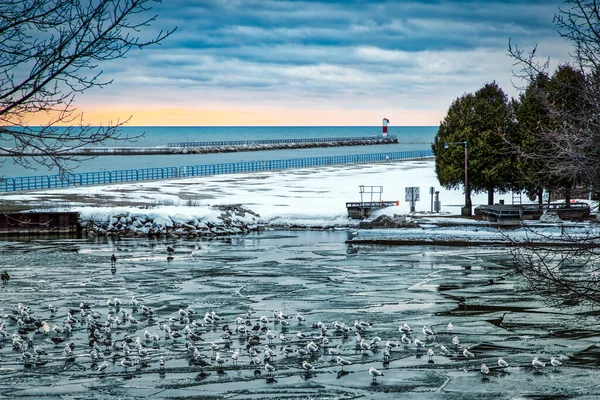 Mouettes Assises Sur Glace Dans Port Two Rivers Wisconsin — Photo