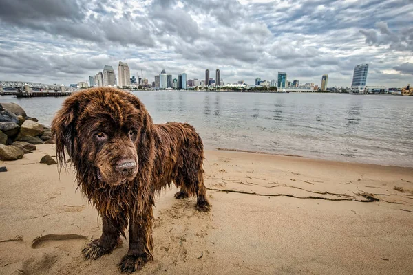 Esta Terra Nova Castanha Perto Ferry Que Aterrou Coronado Sou — Fotografia de Stock