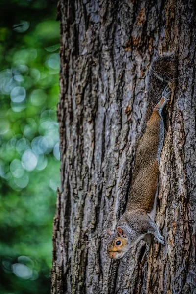 Uno Scoiattolo Appeso Testa Giù Albero Parco Washington — Foto Stock