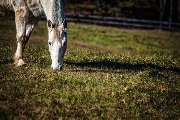Caballo Blanco Pastando Mirando Fotógrafo Una Ladera Virginia — Foto de Stock