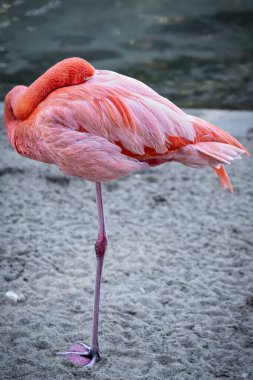 Bir flamingo uyuyor ve tüylerinde gagasıyla ısınıyor..