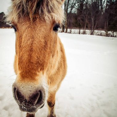 Bir Norveçli fiyort Wisconsin tarlasında karda..