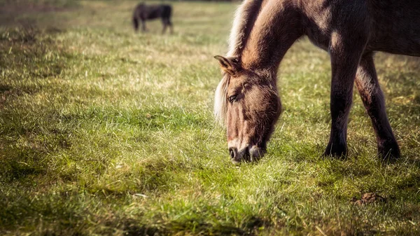 Horses Walking Grazing Virginia Meadow — Stock Photo, Image