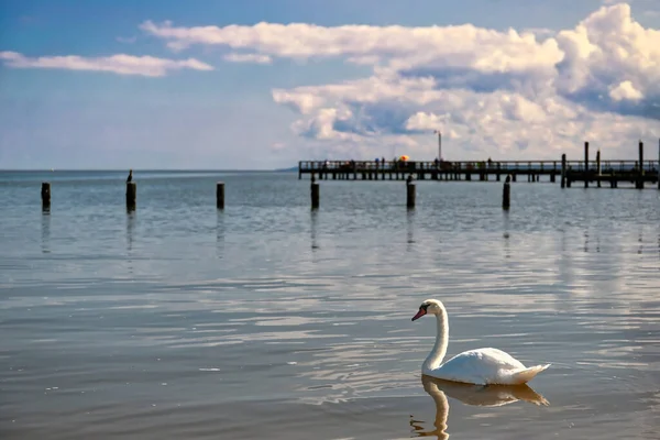 Cygne Nageant Près Sable Colonial Beach Virginie — Photo