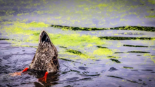 Washington Bir Havuzda Yiyecek Arayan Bir Ördek — Stok fotoğraf