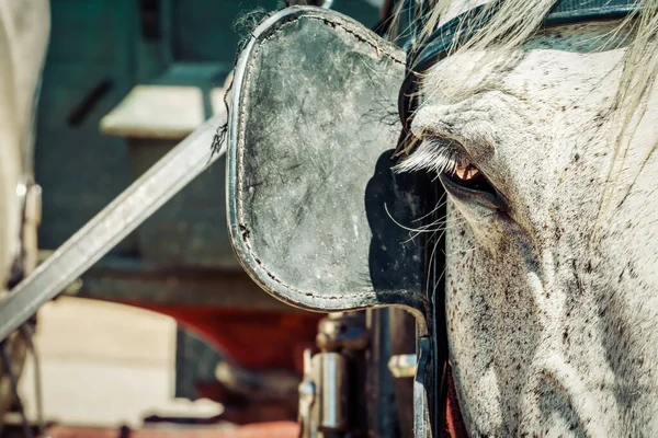 Las Anteojeras Más Comúnmente Conocidas Como Anteojeras Cubren Ojo Caballo — Foto de Stock