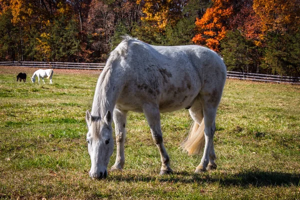 Caballos Pastando Campo Virginia Con Colores Otoñales Fondo — Foto de Stock