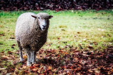 Bir sonbahar günü, Williamsburg, Virginia yakınlarında bir ağacın altında bir koyun.