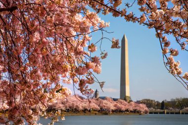 Washington DC 'deki gelgit havzasında kiraz çiçekleri..